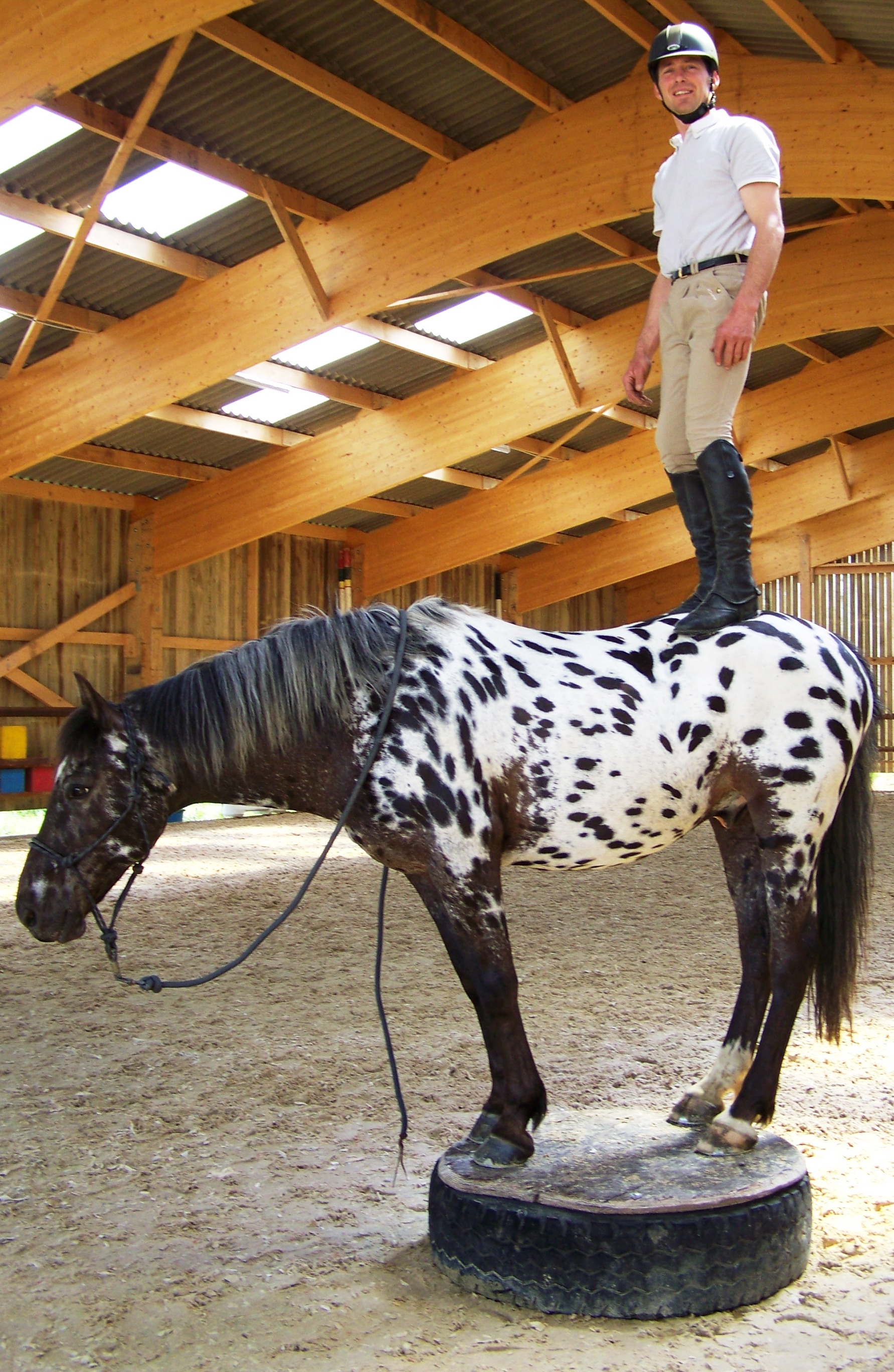 Apache, cheval en rééducation